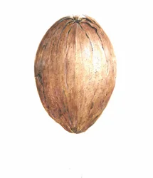 Noix de coco, 2015